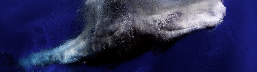 Seeing Echoes in the Mind of the Whale