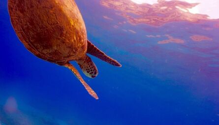 Yuya Hasegawa, ‘Swimming With Honu’, 2017