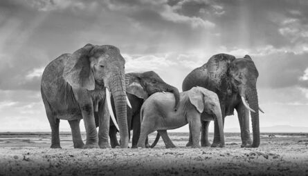 David Burdeny, ‘Elephant Family, Maasai Mara, Amboseli, Kenya’, 2018