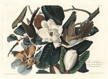 John James Audubon, ‘Black-Billed Cookoo. Coccyzus Erythrophthalmus. Plate 32.’, 1827-1838