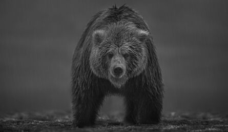 David Yarrow, ‘Bearish, Katmai, Alaska’, 2021