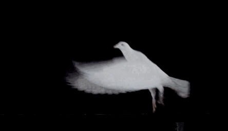 Eva Koch, ‘White Doves’, 2016