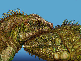 Juan Pablo de Vilmorin, ‘AMOR DE IGUANAS’, 2020