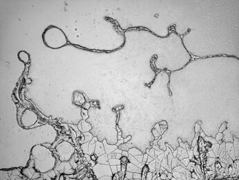 Rose-Lynn Fisher, ‘Go!’, 2011/2017