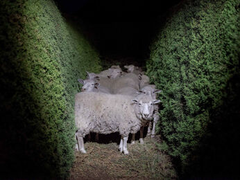 Alejandro Chaskielberg, ‘Dreams’, 2014-2019