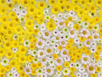 Zena Kim, ‘World That Makes Sense_abundance(이화세계 풍요)’, 2023