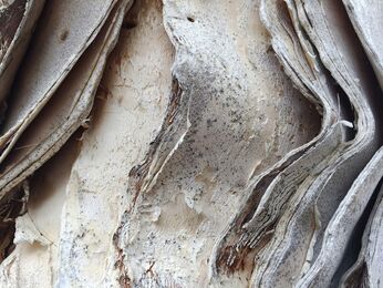 Michael Haggiag, ‘Peper Trees series right’, 2015