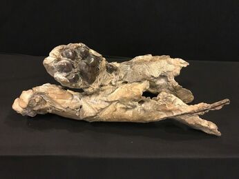 Jean-François Gambino, ‘Velvet paws’, 2018