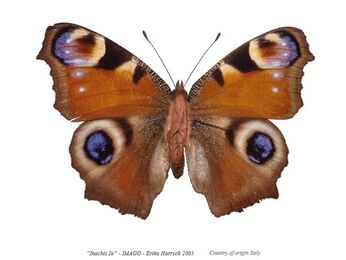 Erika Harrsch, ‘Inachis Io– Imago. From the series “objeto del deseo” country of origin Italy’, 2016