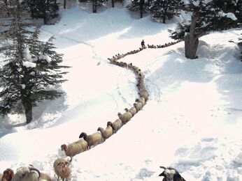 Muzaffer Ketmen, ‘Hungry animals in winter’