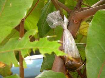 Donna Conlon, ‘Trash trees (plastic)’, 2004