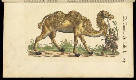 Conrad Gessner, ‘De camelo’, 1551