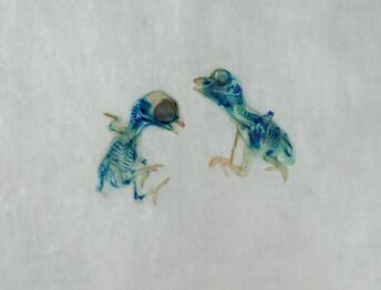 Brandon Ballengée, ‘Vertical Fall in the Winter Call that Dances in the Spring Nocturnal’, 2010-2012