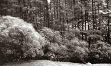 Dick Arentz, ‘Thornthwaite Forest, Cumbria, England’, 1985