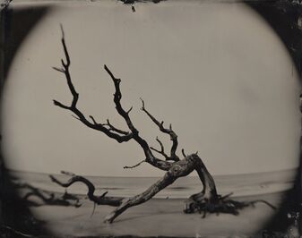 Joni Sternbach, ‘05.02.21 #8 Bent Tree / Jekyll Island’, 2005