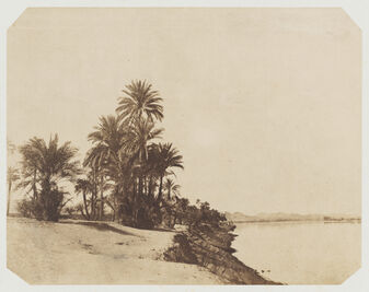 John Beasley Greene, ‘Études de dattiers (Studies of Date Palms)’, 1854