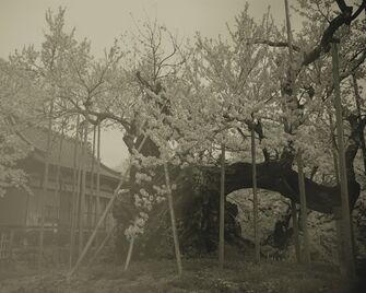 Keiichi Ito, ‘Yamataka Shindaisakura_1’, 2012