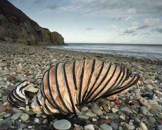Sirkka-Liisa Konttinen, ‘Hawthorn Hive, Afternoon 2 December’, 1999