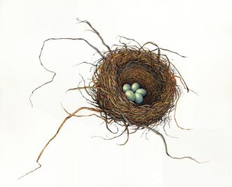 Charlotte B. Heath, ‘American Robin’, 2018