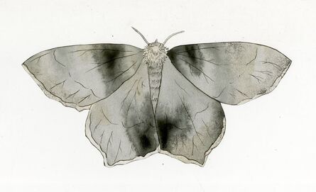 Jim Holyoak, ‘Emerald Moth Cut Out 1’, Unknown