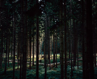 Axel Antas, ‘0.1ha’, 2019