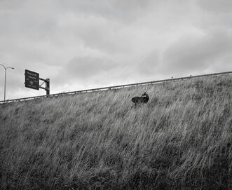 Vanessa Winship, ‘Deer on the Highway Embankment, Buffalo, New York’, 2012