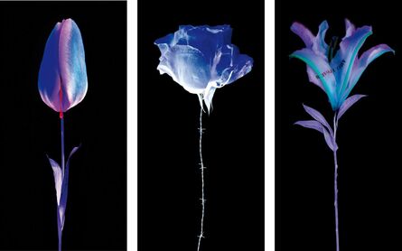 Yves Hayat, ‘Fleurs Blessées (Wounded Flowers) ’, 2017