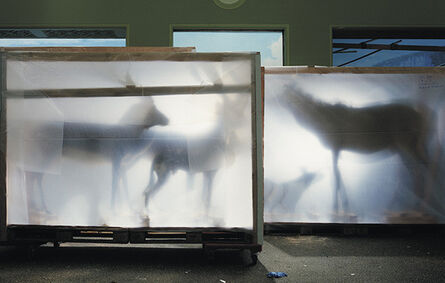 Richard Barnes, ‘Backlit Hoofed Animals’, 2005