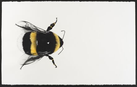 Rose Corcoran, ‘Bumble bee’, 2020
