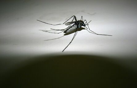 Xu Zhen 徐震, ‘The Last Few Mosquitos’, 2005