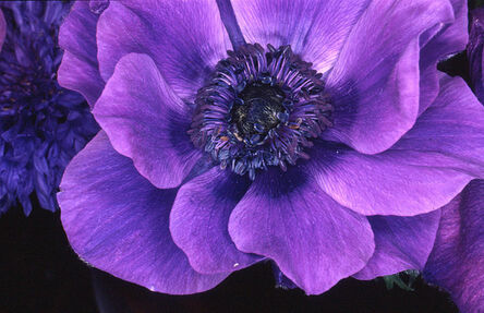 Nobuyoshi Araki, ‘Flower Rondeau #037’, 1997