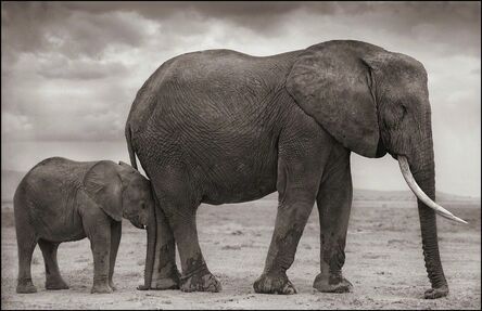 Nick Brandt, ‘Elephant Mother & Baby At Leg, Amboseli’, 2012