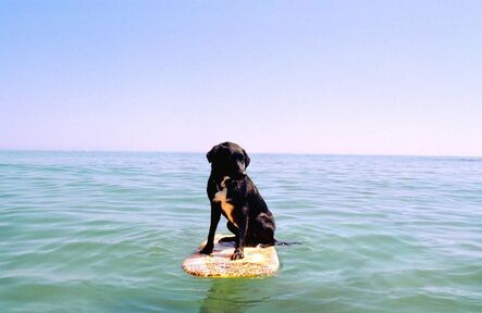 Matthew Murray, ‘Untitled (Dog on Surfboard)’, ca. 2004