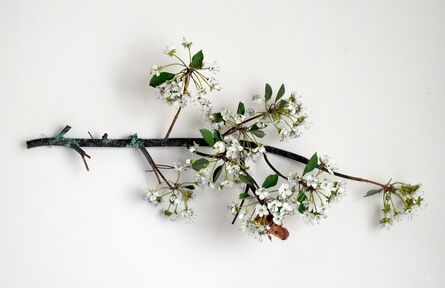 Carmen Almon, ‘Hanging Pear Blossom Branch with Linnaeus Moth’, 2019