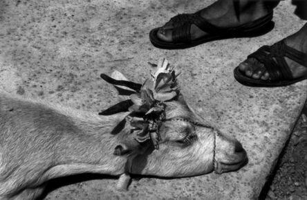 Graciela Iturbide, ‘Antes de la matanza (Before the slaughter), La Mixteca, Oaxaca’, 1992