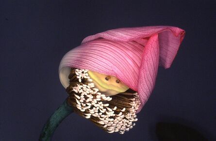 Nobuyoshi Araki, ‘Flower Rondeau’, 1997-2019