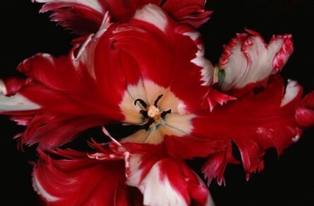 Nobuyoshi Araki, ‘Flower Rondeau’, 1997