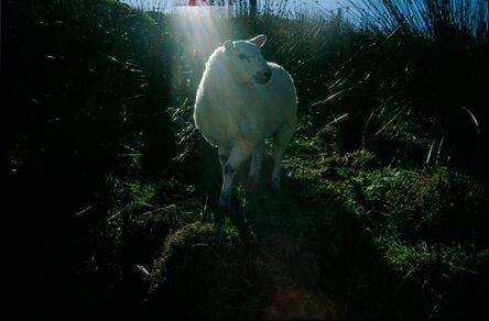 Nan Goldin, ‘Holy Sheep, Rathmullan, Ireland’, 2002