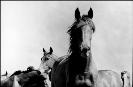 René Burri, ‘Wild Horses, Argentina’, 1958