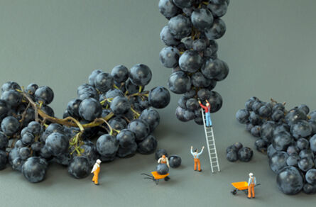 Christopher Boffoli, ‘Grape Harvest ’, 2012
