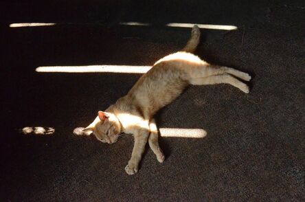 Nancy Friedland, ‘Cat in Sun, from the series Constellations’, 2015