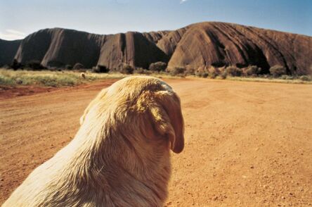 Wim Wenders, ‘Dog on the Road to Ayers Rock, #2, Uluru’, 1977