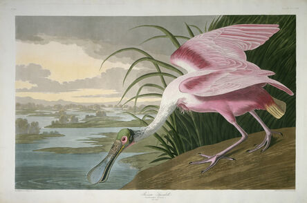 Robert Havell after John James Audubon, ‘Roseate Spoonbill’, 1836