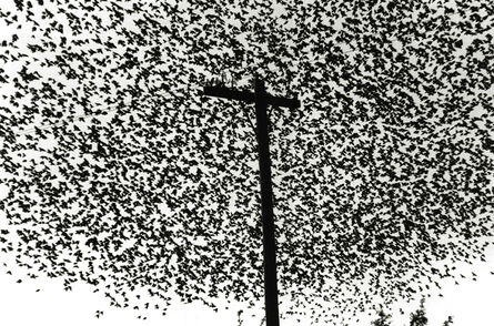 Graciela Iturbide, ‘Párajos en el poste de luz, Cametera a Guanujuato, Mexico’, 1990
