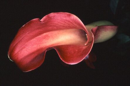 Nobuyoshi Araki, ‘Flower Rondeau #021’, 1997