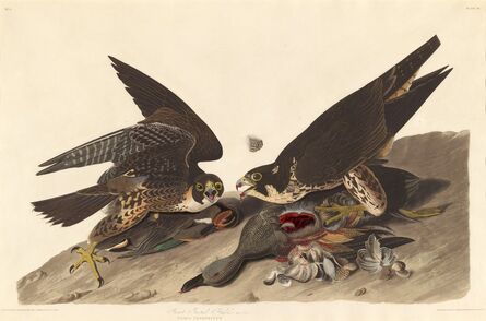 Robert Havell after John James Audubon, ‘Great Footed Hawk’, 1827