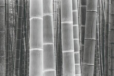 DaeSoo Kim, ‘Colors Of The Bamboo’