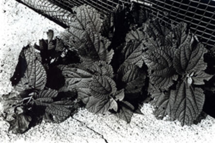 Daido Moriyama, ‘Beefsteak Plant, Tokyo’, 1990