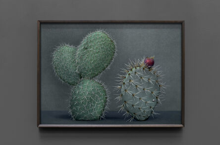 Mario Testino, ‘Cactus (I)’, 2021