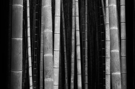 Stephen King 金昌民, ‘Bamboo Forest’, 2016